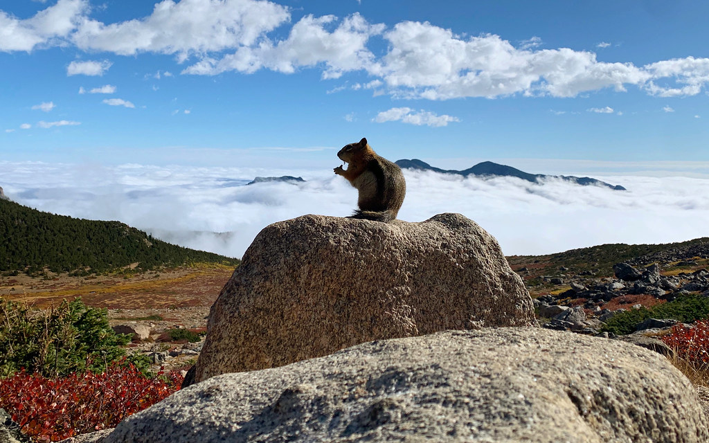 A squirrel enjoying a snack on Granite Pass, just below the Longs Peak boulderfield. {768x480}