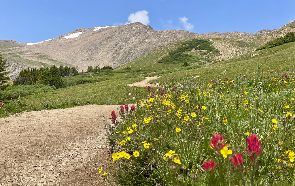 Wildflowers seen along the standard route up Herman Gulch. {768x484}